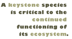 Pull Quote: A keystone species is critical to the continued functioning of its ecosystem.