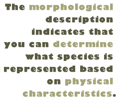 Pull Quote: The morphological description indicates that you can determine what species is represented based on physical characteristics.